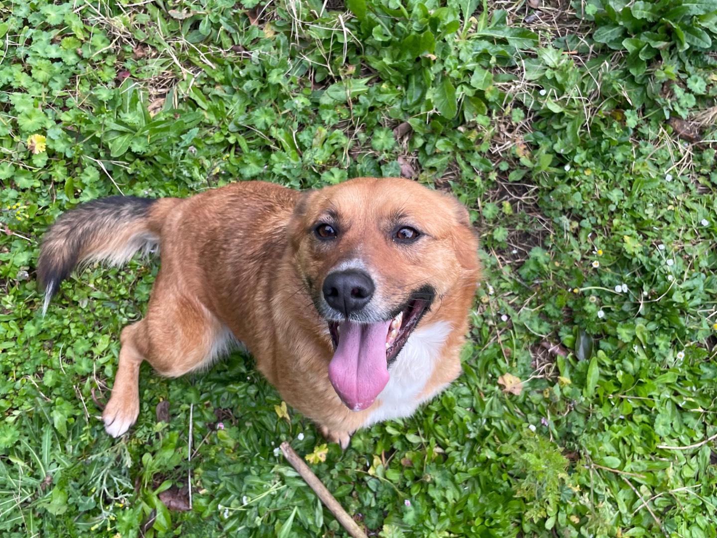 Adozione cane, femmina, Razza sconosciuta Razza sconosciuta, 2 anni  e 3 mesi , taglia media contenuta, Latina