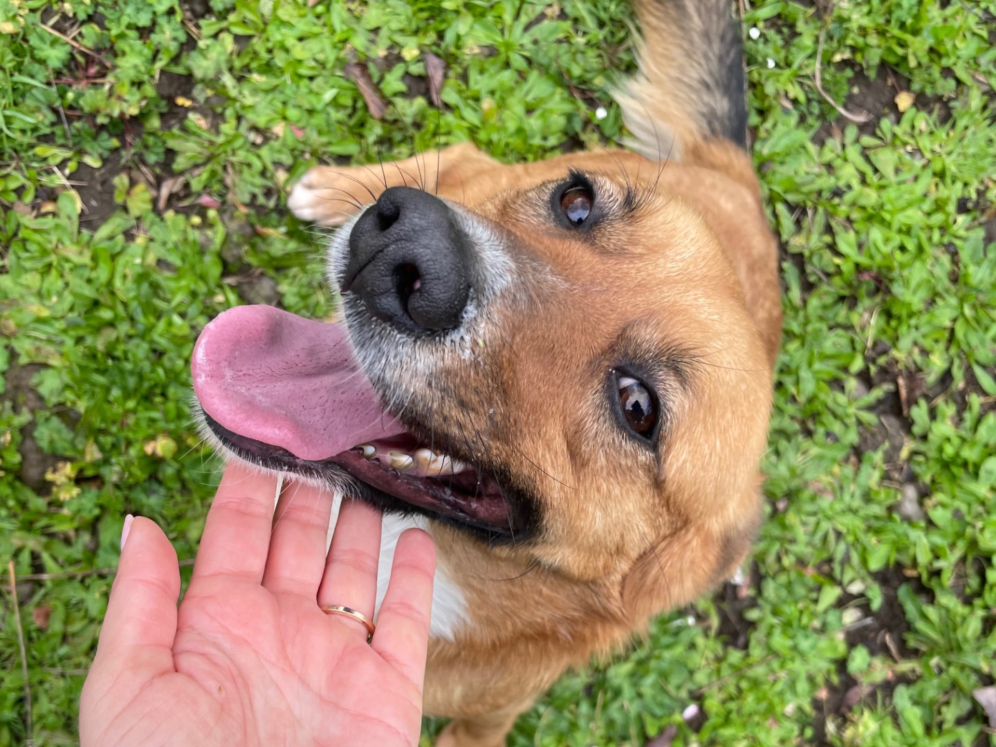 Adotta un cane, femmina, 2 anni  e 3 mesi , Latina
