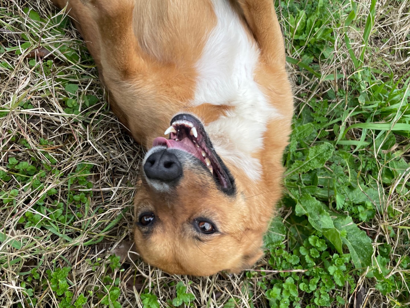 Adotta un cane, taglia media contenuta, femmina, Latina