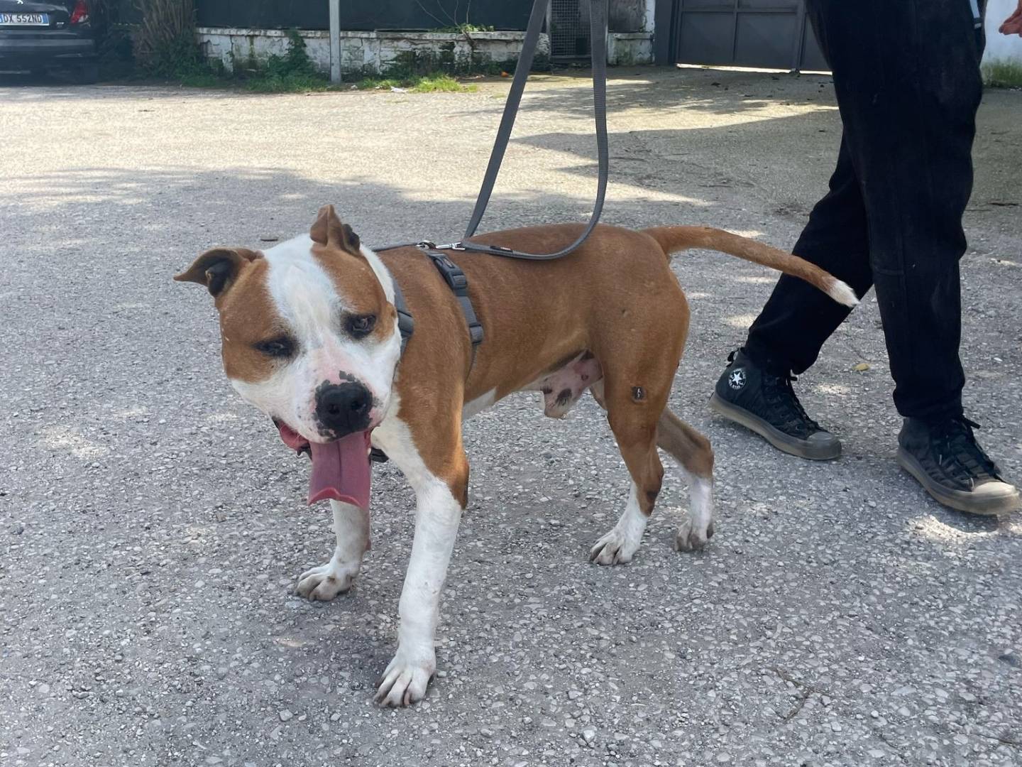 Adotta un cane, taglia grande, maschio, Caserta