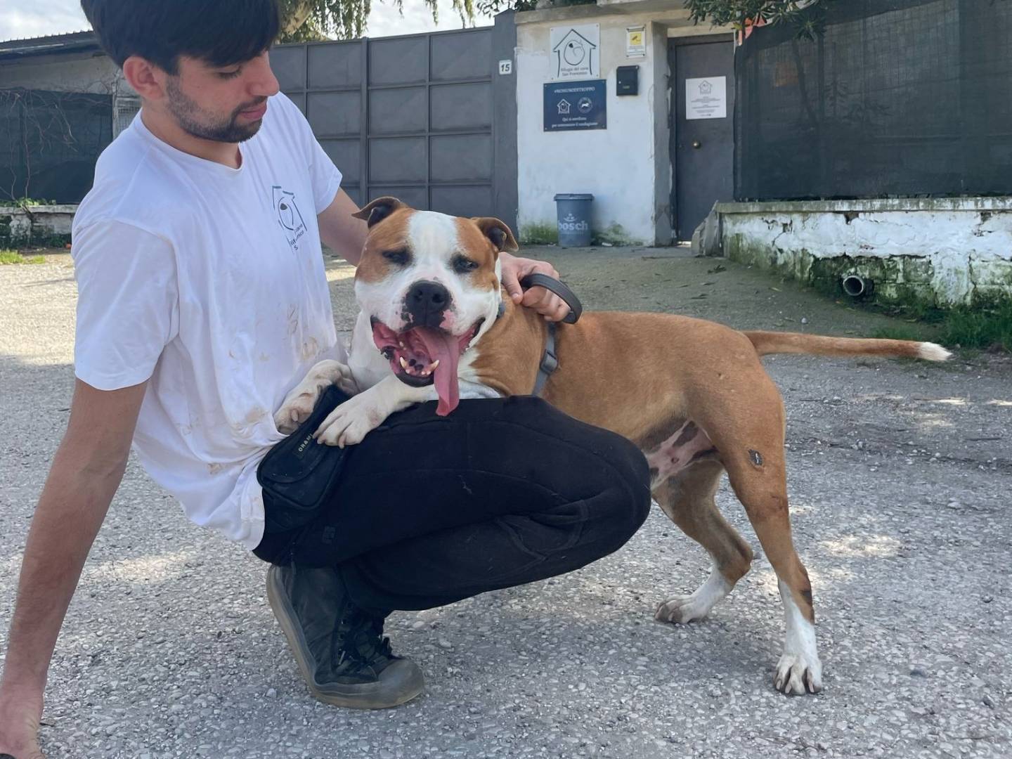 Vuoi adottare un cane a Caserta?