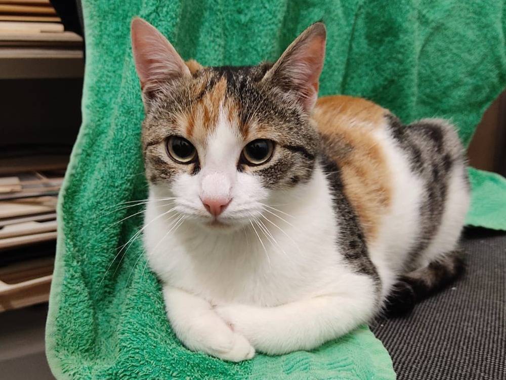 Adotta un gatto, femmina, 4 mesi, Bari