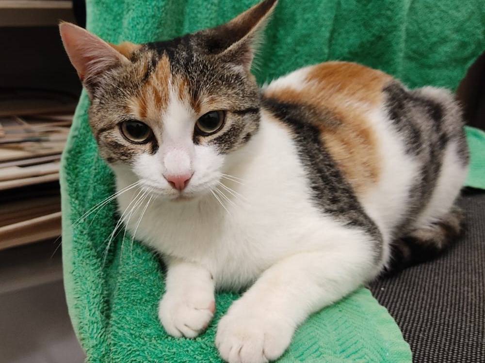 Adotta un gatto, taglia non valida, femmina, Bari