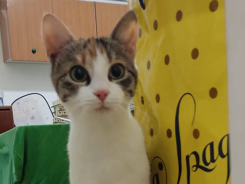 Vuoi adottare un gatto a Bari?