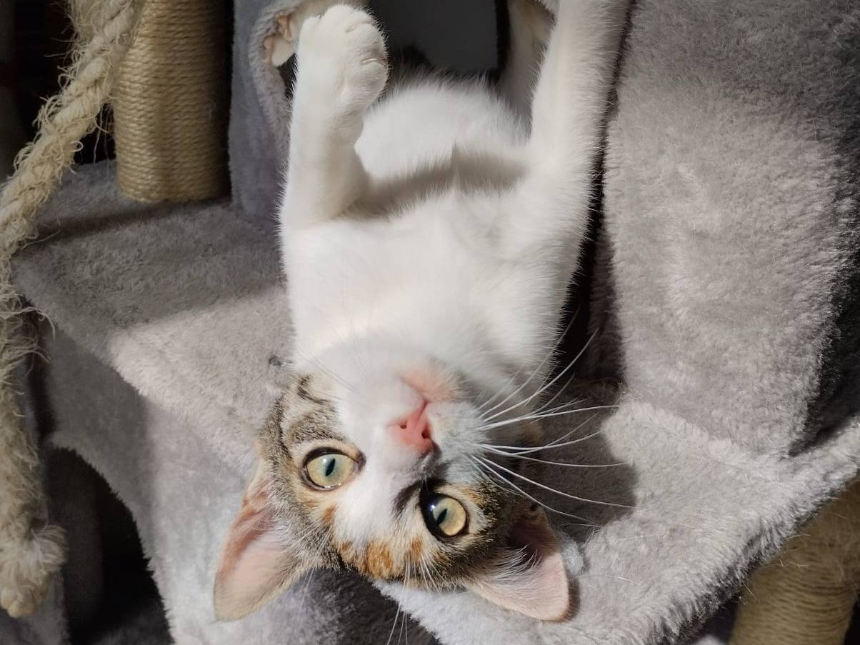 Adotta il gatto Ohara a Bari