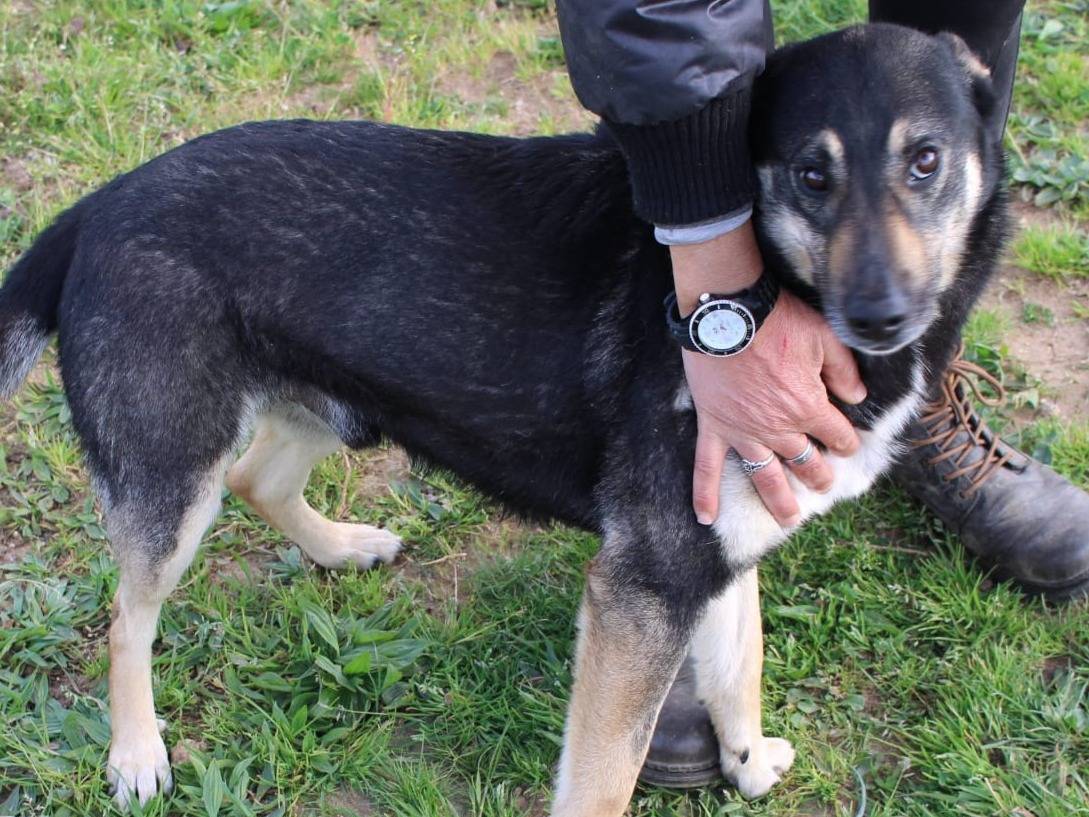 Adotta un cane, maschio, 3 anni , Vibo