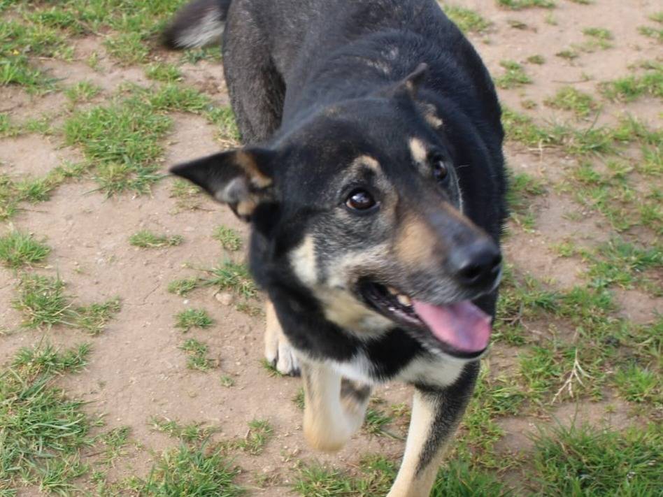 Adotta un cane, taglia media, maschio, Vibo