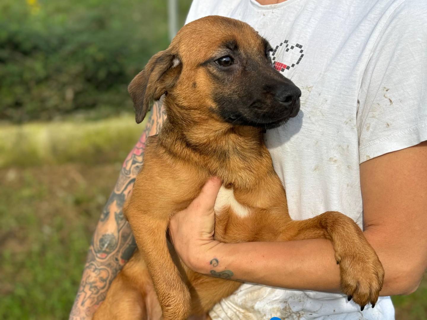 Adozione cane, femmina, Razza sconosciuta Razza sconosciuta, 8 mesi, taglia media contenuta, Frosinone