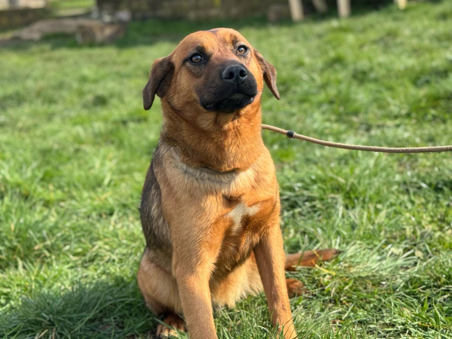 Adotta un cane, taglia media contenuta, femmina, Frosinone