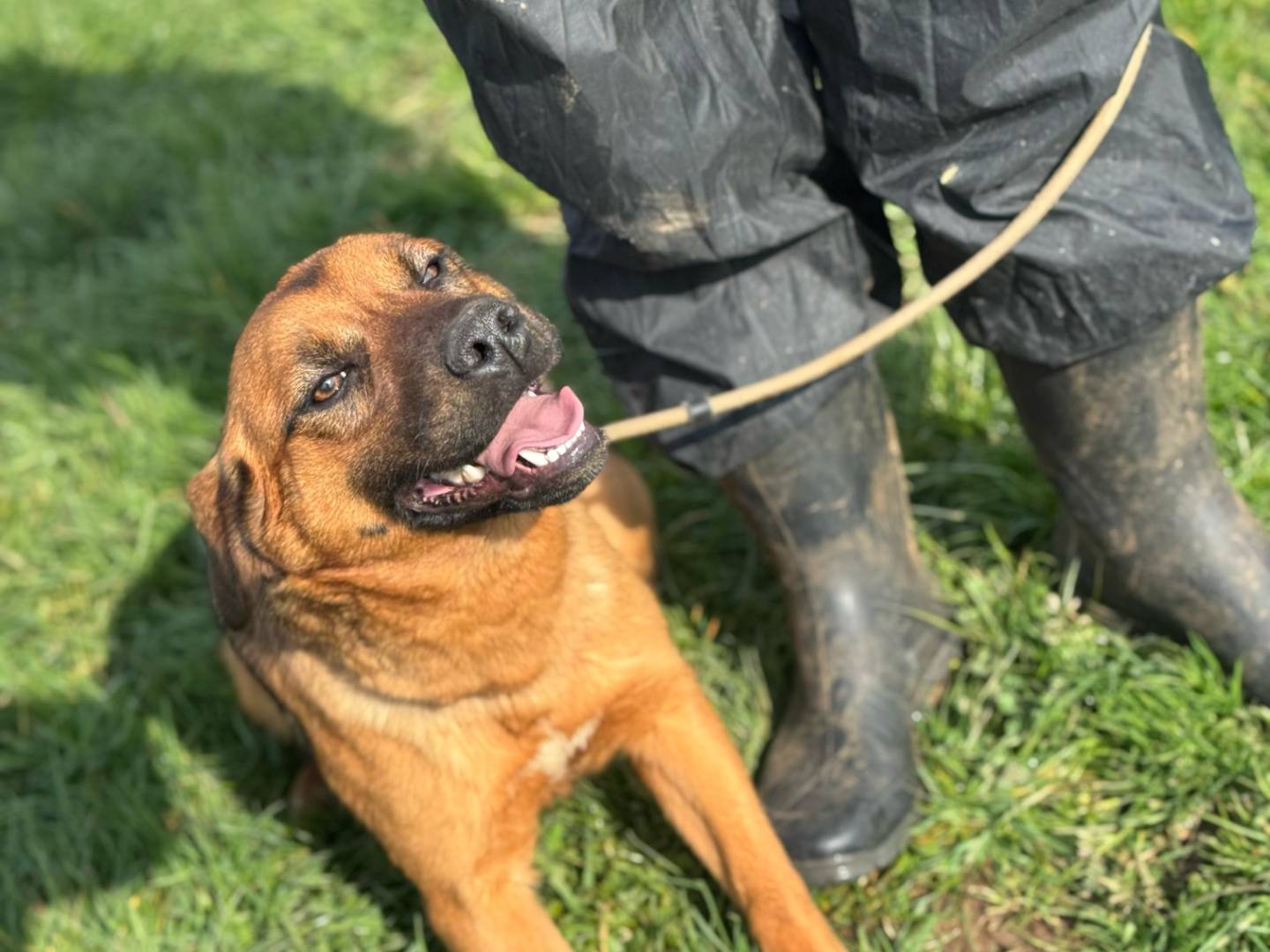 Vuoi adottare un cane a Frosinone?