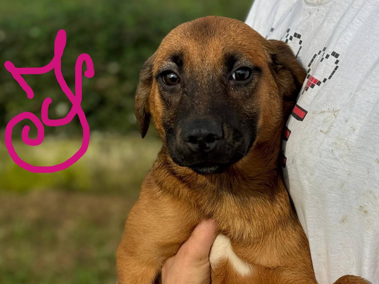 Adotta il cane Jessie a Frosinone