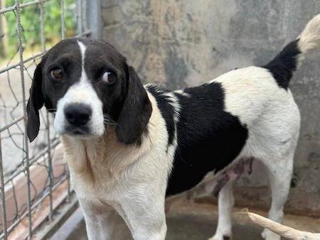 Adotta un cane, femmina, 4 anni  e 4 mesi , Frosinone
