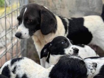Vuoi adottare un cane a Frosinone?