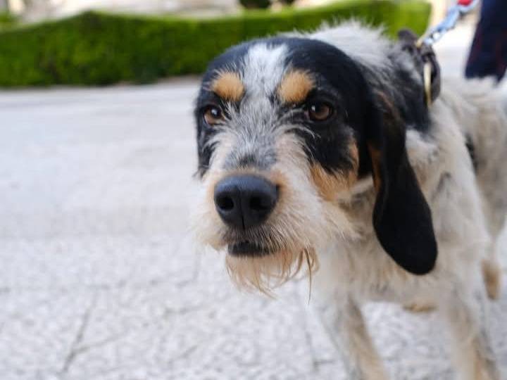 Adotta un cane, maschio, 1 anno e 9 mesi , Chieti