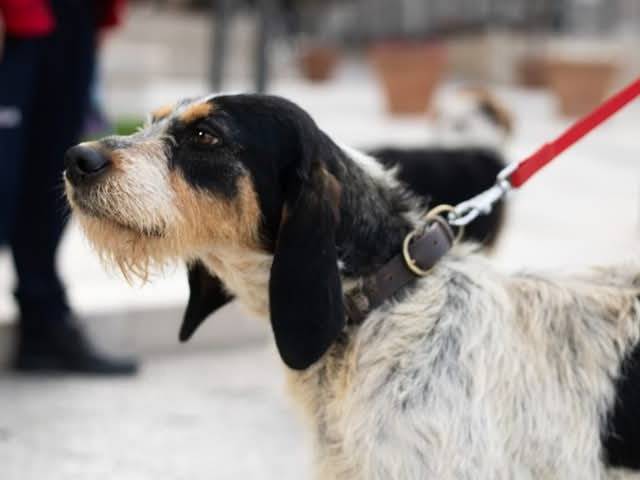 Adotta un cane, taglia media, maschio, Chieti