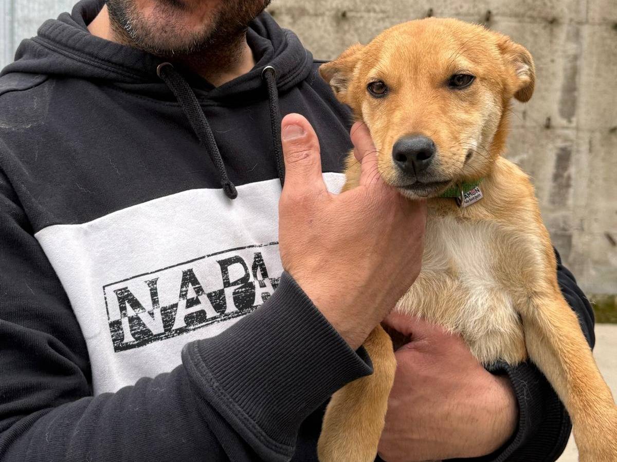 Foto dell'animale