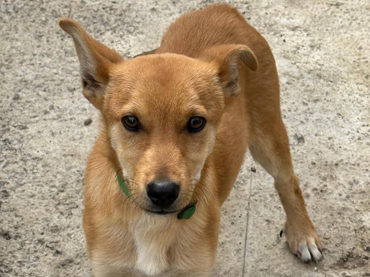 Adotta un cane, maschio, 5 mesi, Avellino