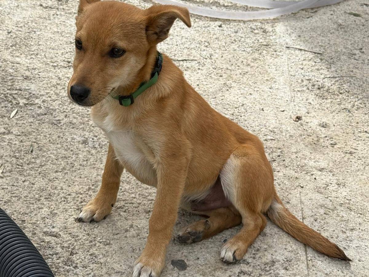 Adotta un cane, taglia media contenuta, maschio, Avellino