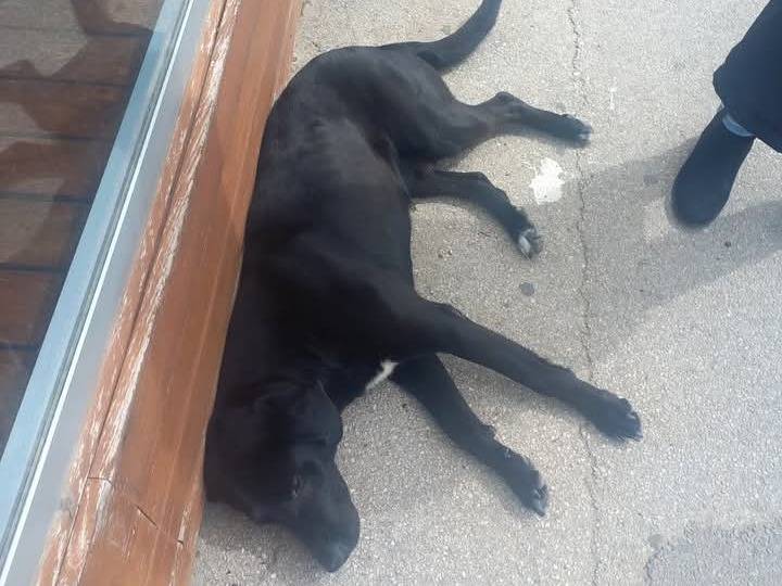 Adotta un cane, taglia media, maschio, Trapani