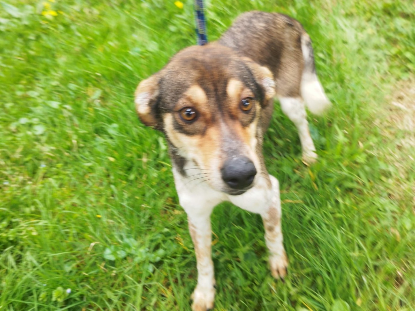Adotta un cane, taglia piccola, femmina, Vibo