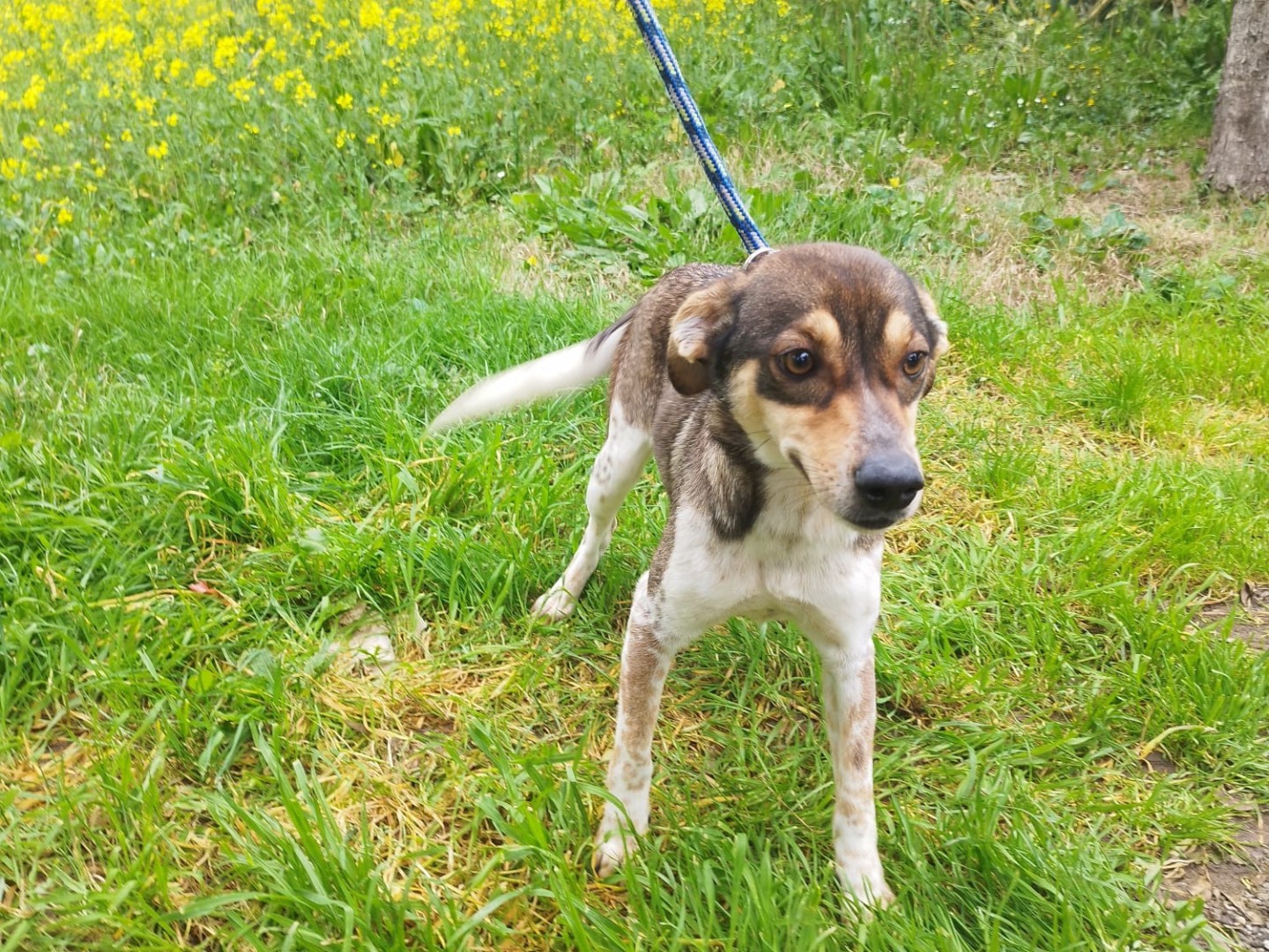 Vuoi adottare un cane a Vibo?