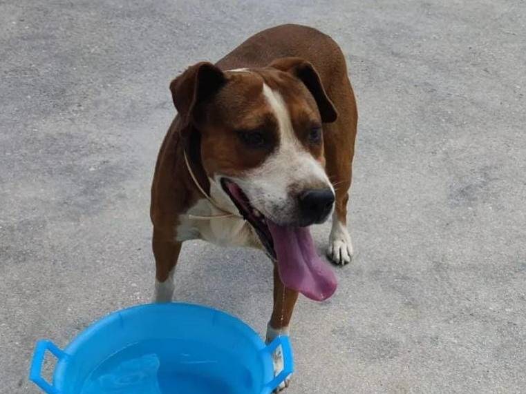 Adotta un cane, maschio, 5 anni , Trapani