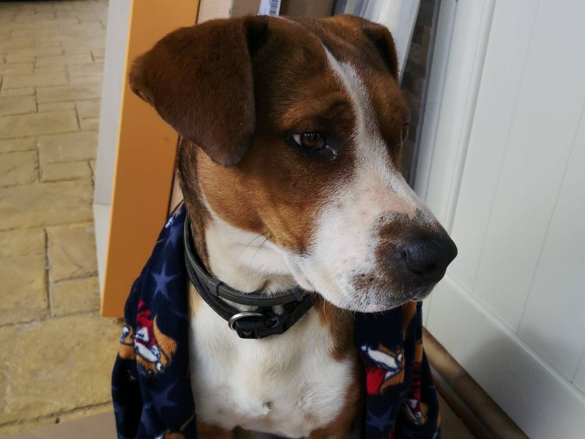 Adotta un cane, taglia grande, maschio, Trapani