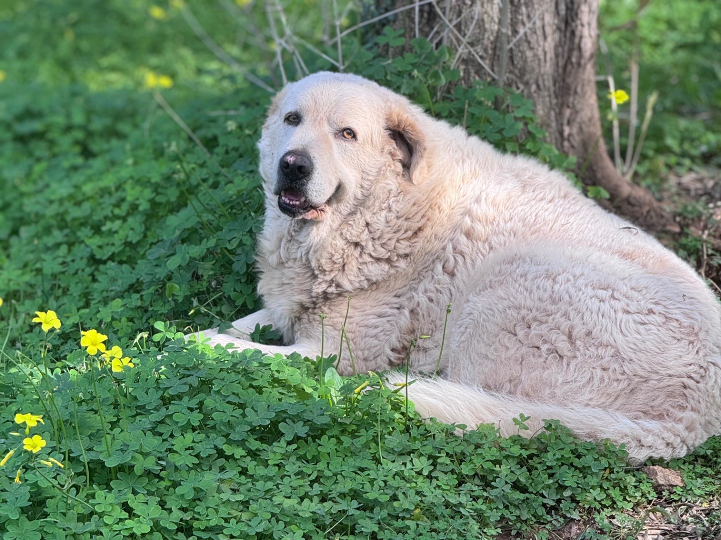 Foto dell'animale