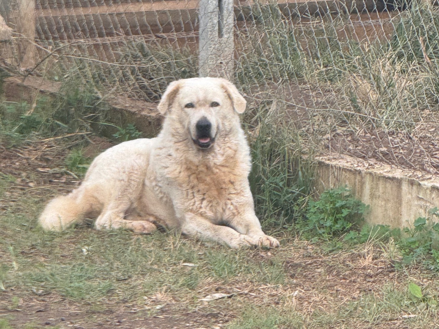 Adotta un cane, maschio, 6 anni  e 7 mesi , Reggio