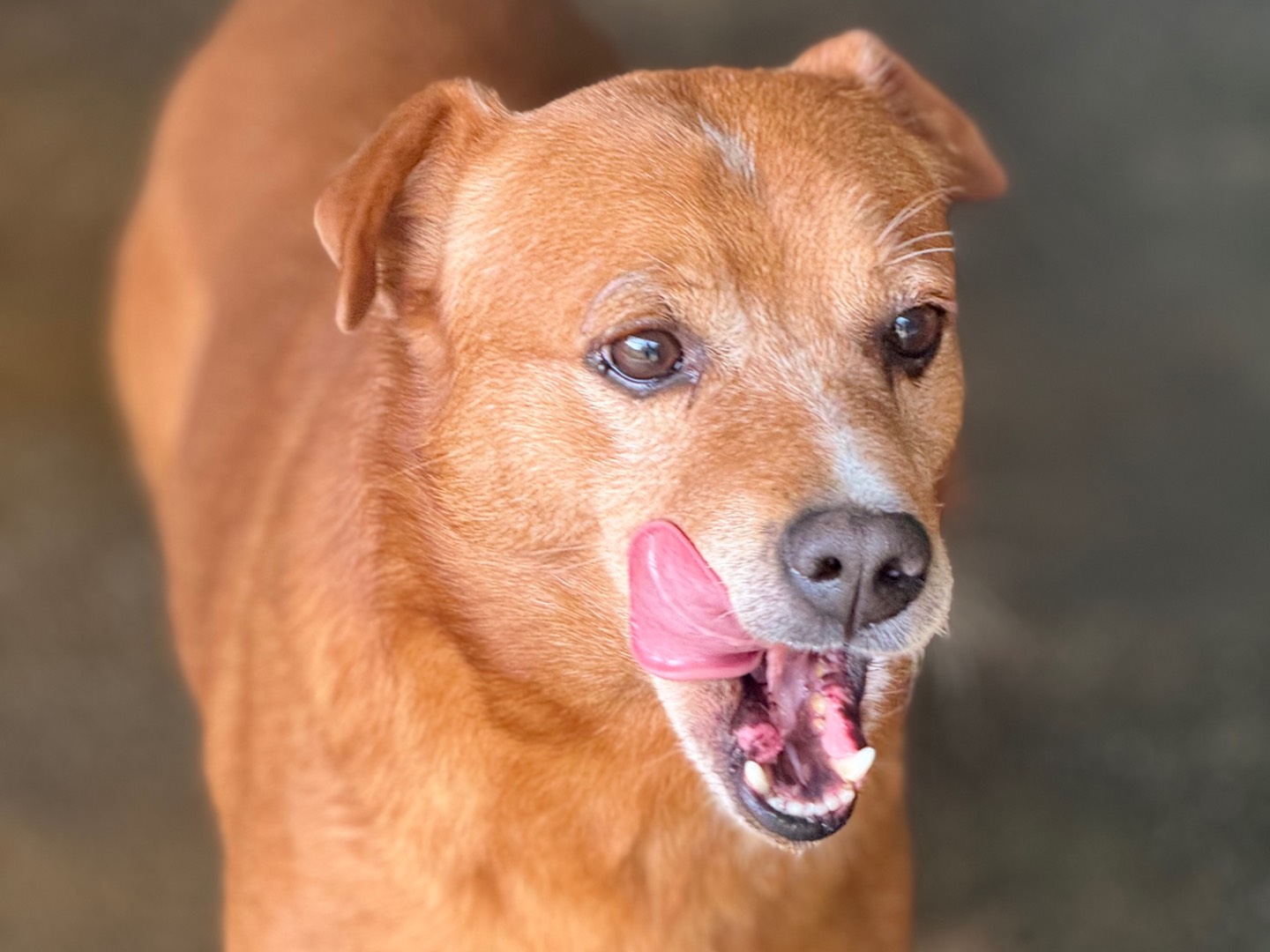 Adotta un cane, taglia piccola, maschio, Reggio