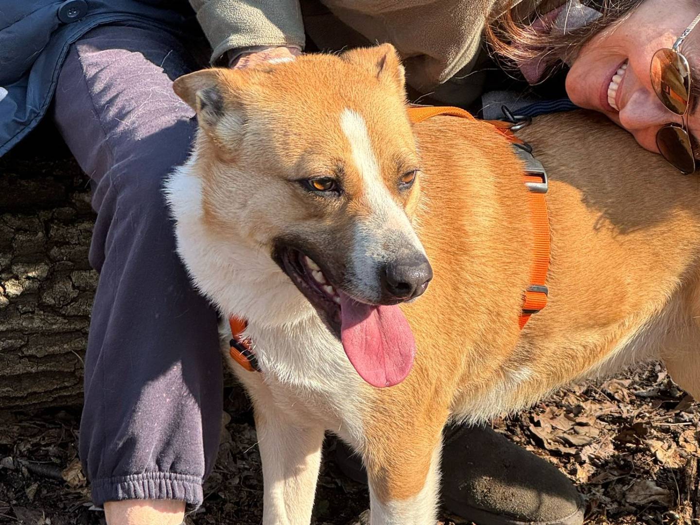 Adotta un cane, femmina, 2 anni  e 6 mesi , Milano