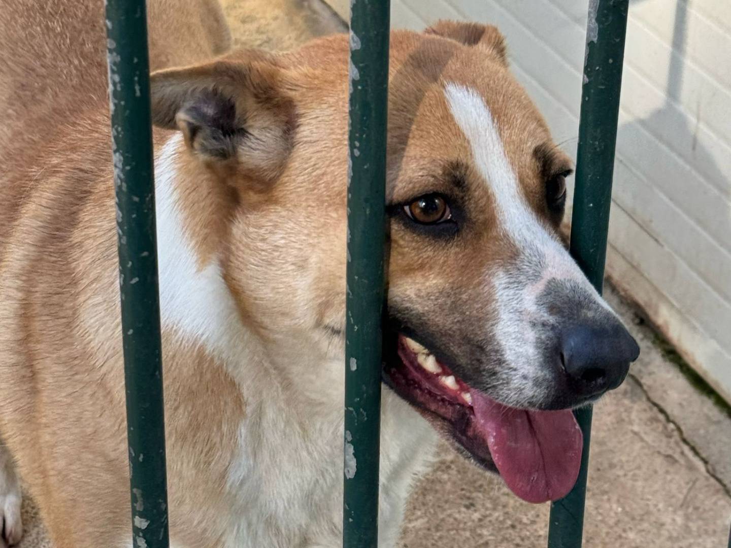Adotta un cane, taglia media contenuta, femmina, Milano