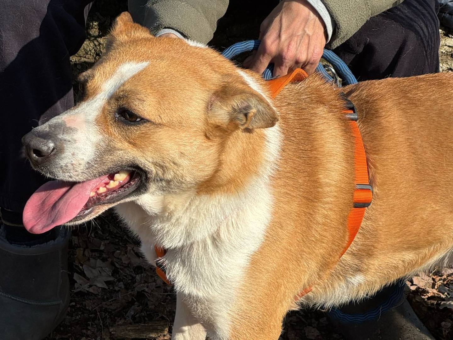 Vuoi adottare un cane a Milano?