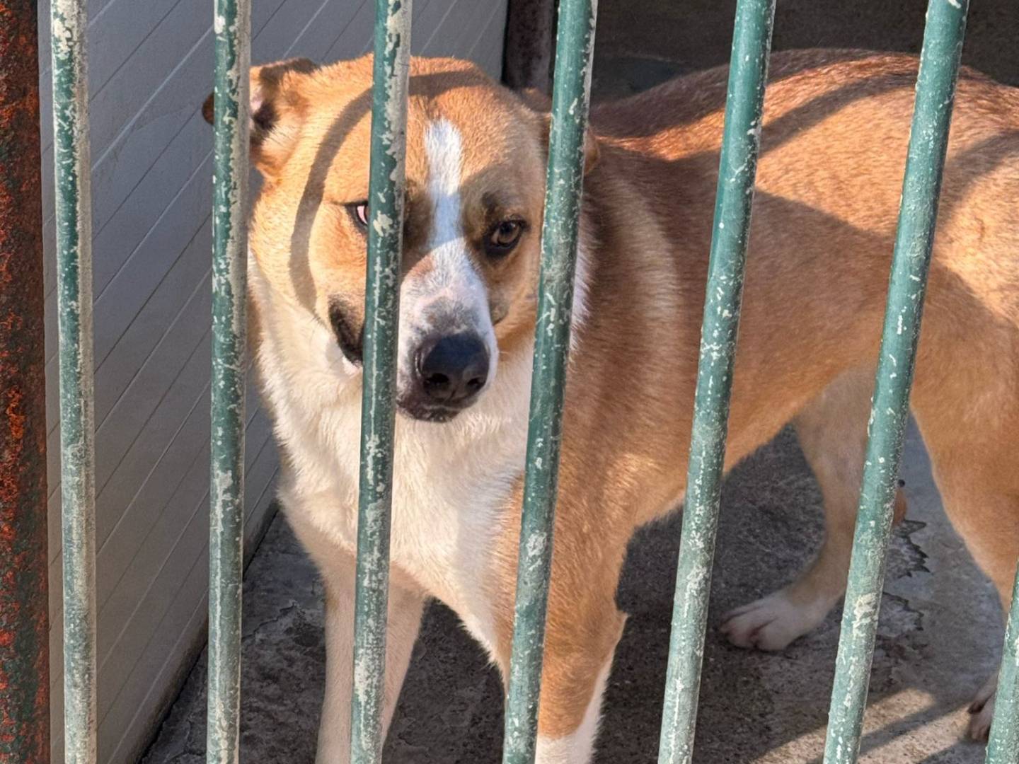 Adotta il cane MILLIE a Milano