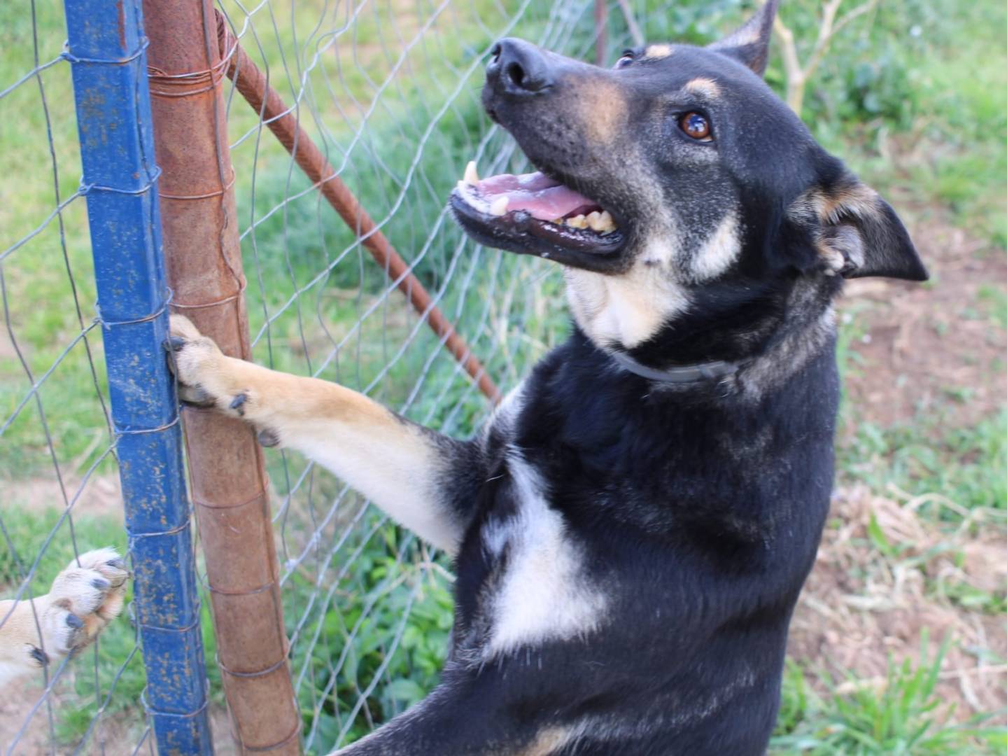Adotta un cane, femmina, 3 anni , Vibo