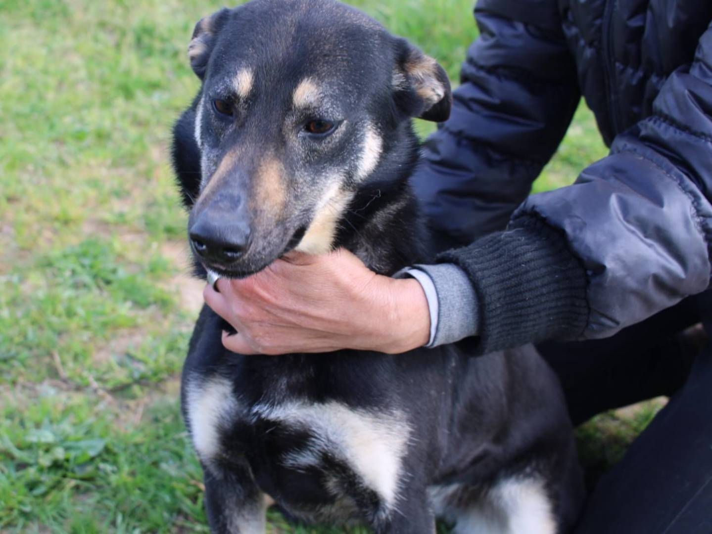 Adotta un cane, taglia media, femmina, Vibo