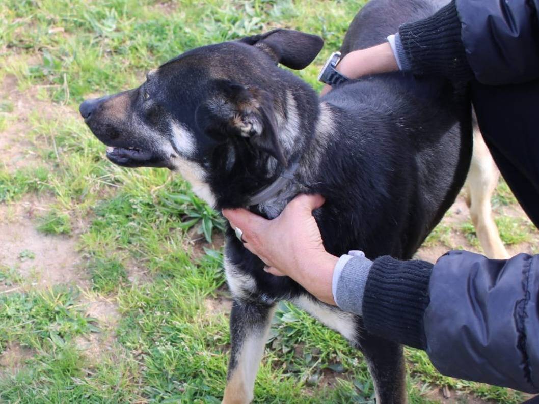 Vuoi adottare un cane a Vibo?