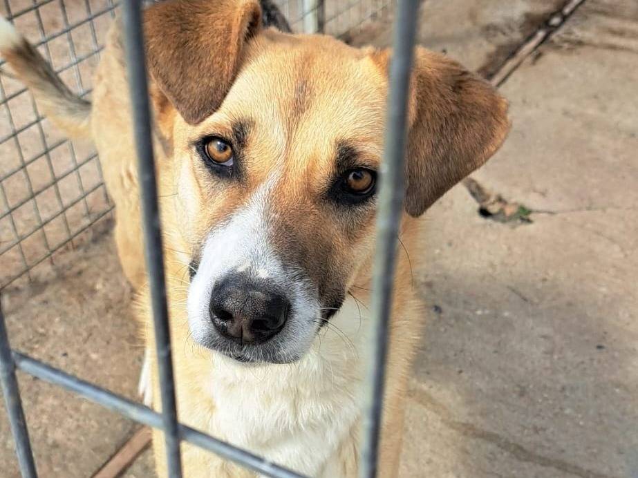 Foto dell'animale
