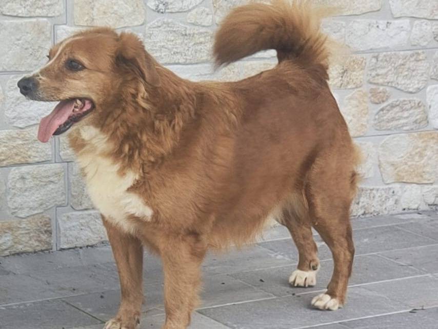Adozione cane, maschio, Razza sconosciuta Razza sconosciuta, 6 anni  e 6 mesi , taglia media, Reggio