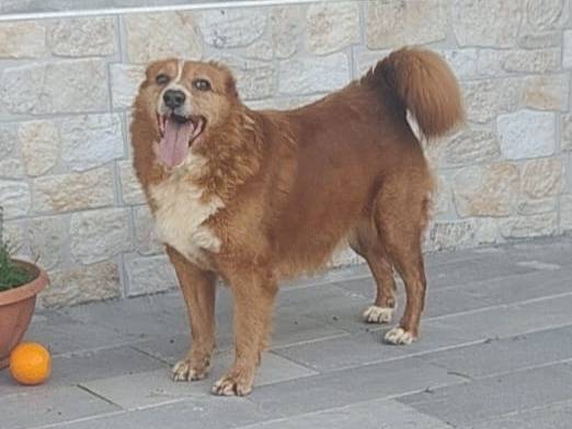 Adotta un cane, maschio, 6 anni  e 6 mesi , Reggio