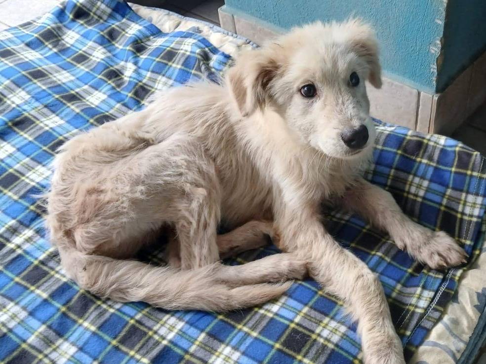 Foto dell'animale