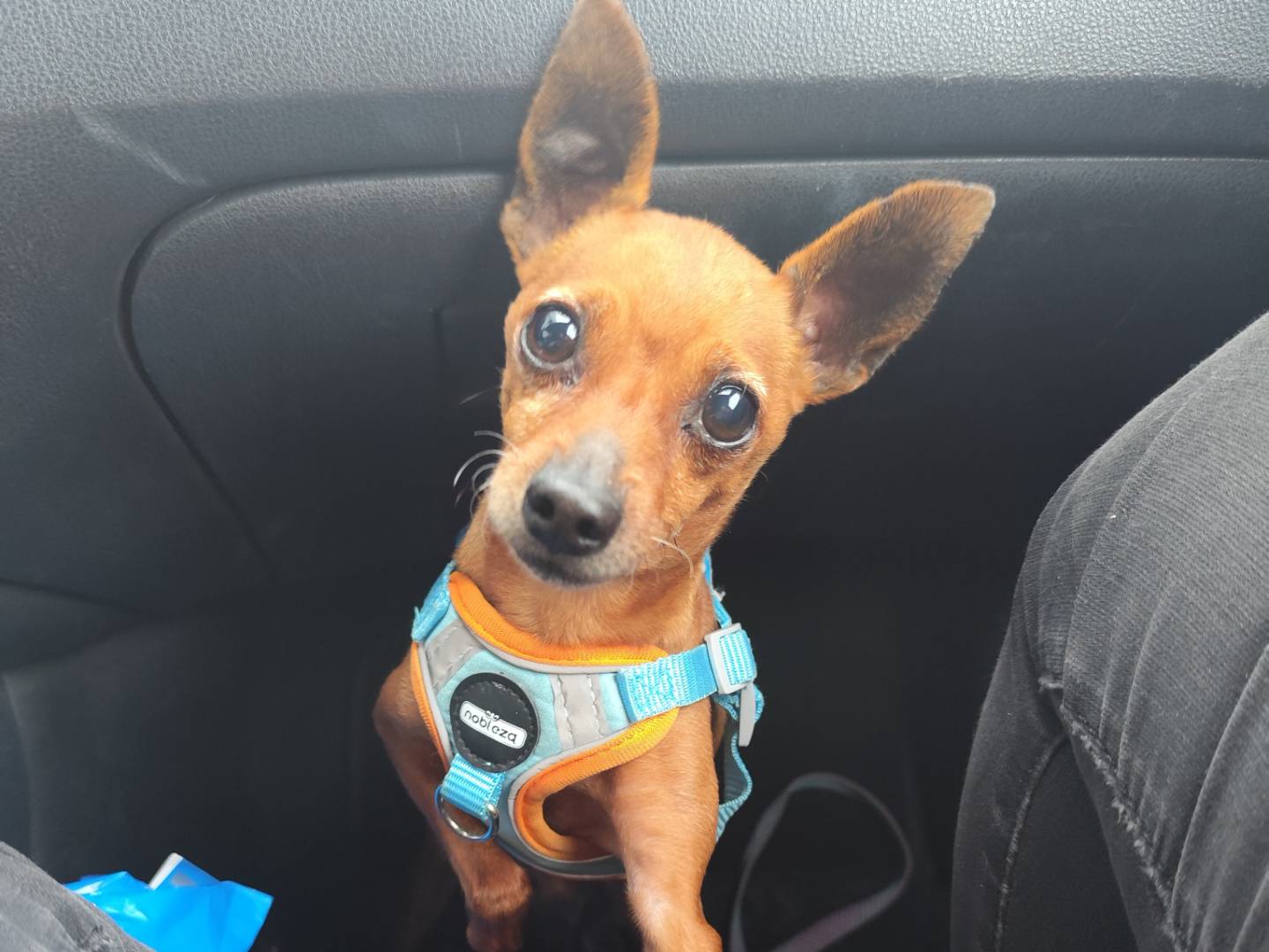 Adozione cane, maschio, Pinscher Razza sconosciuta, 5 anni e 4 mesi, taglia piccola, Messina