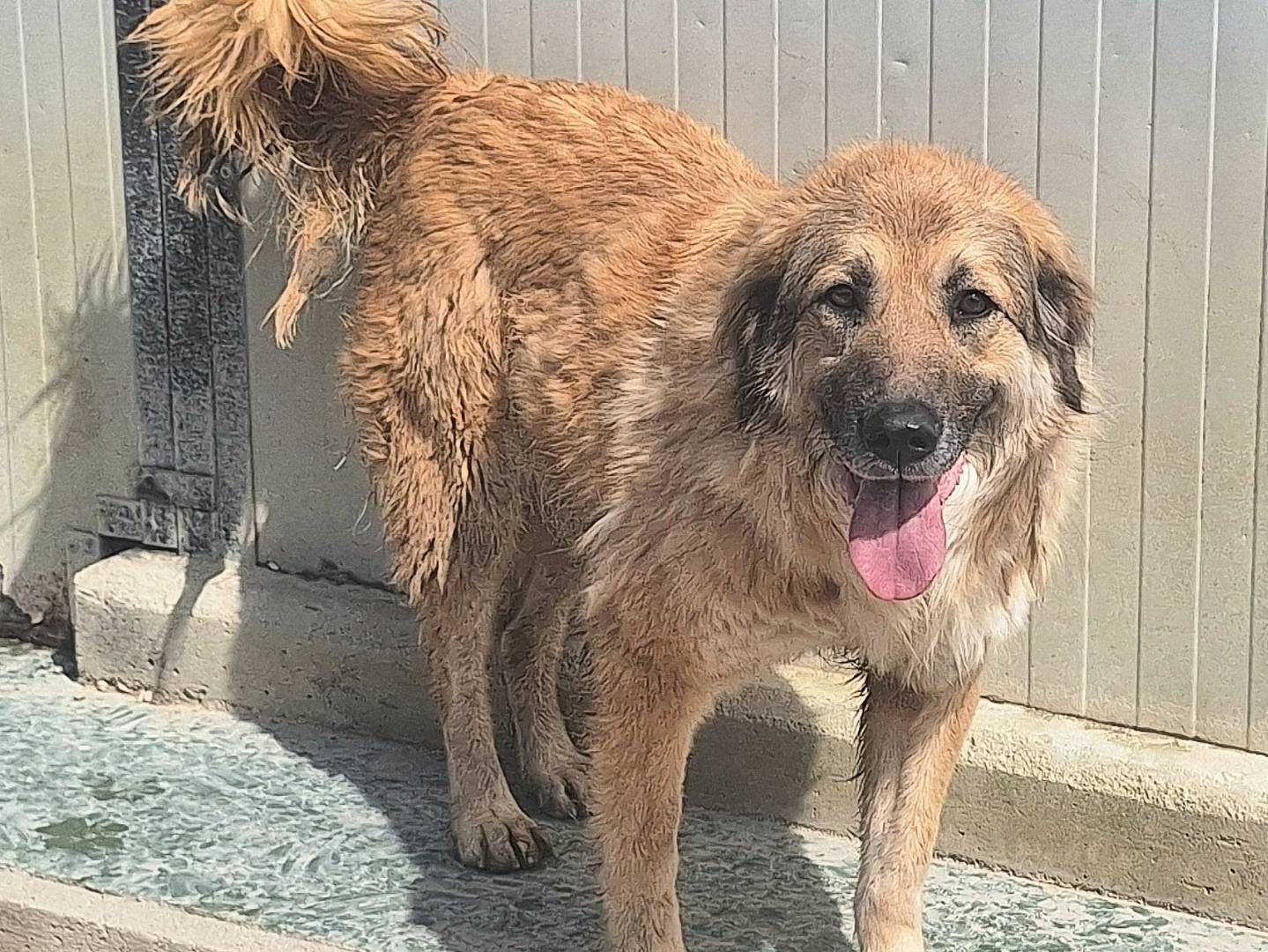 Adotta un cane, taglia media, femmina, Teramo