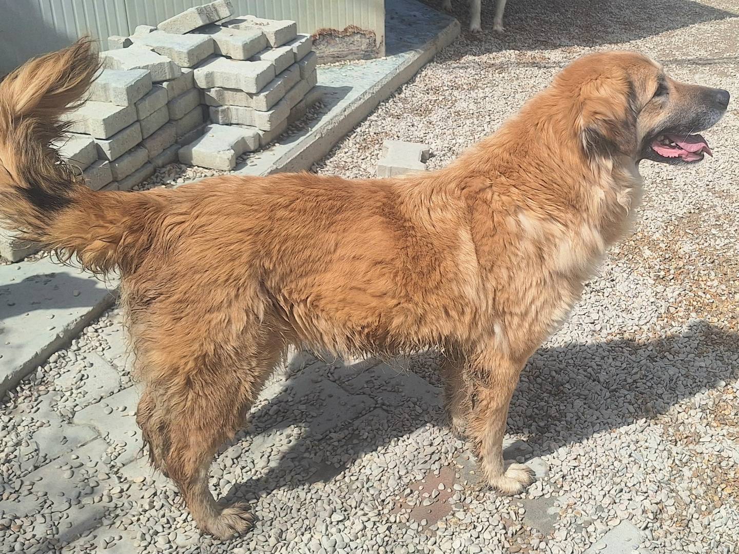 Vuoi adottare un cane a Teramo?
