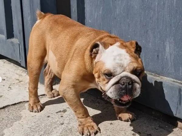 Adotta un cane, maschio, 11 anni  e 1 mese, Napoli