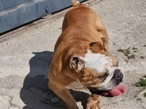 Adotta un cane, taglia piccola, maschio, Napoli