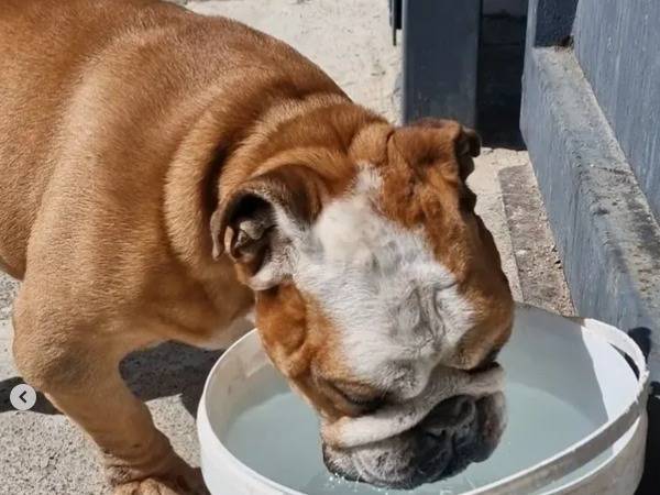 Vuoi adottare un cane a Napoli?