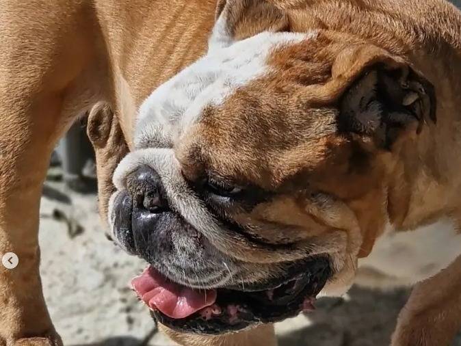 Adotta il cane Boston a Napoli