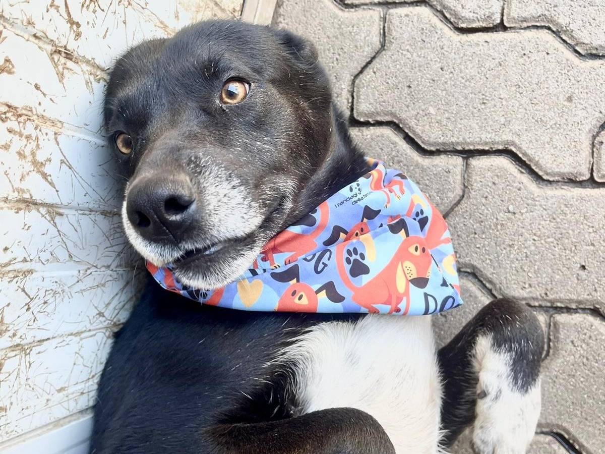 Adotta un cane, femmina, 4 anni  e 1 mese, Reggio