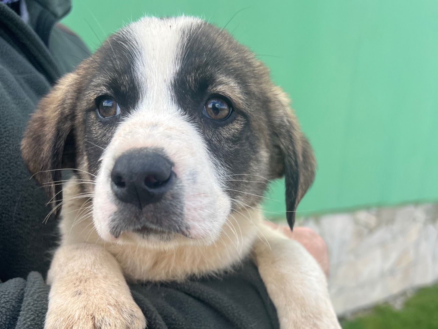 Adotta un cane, taglia media, maschio, Matera